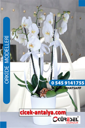 PHALAENOPSİS BEYAZ ORKİDE ÜRÜN KODU OK02 Orkide